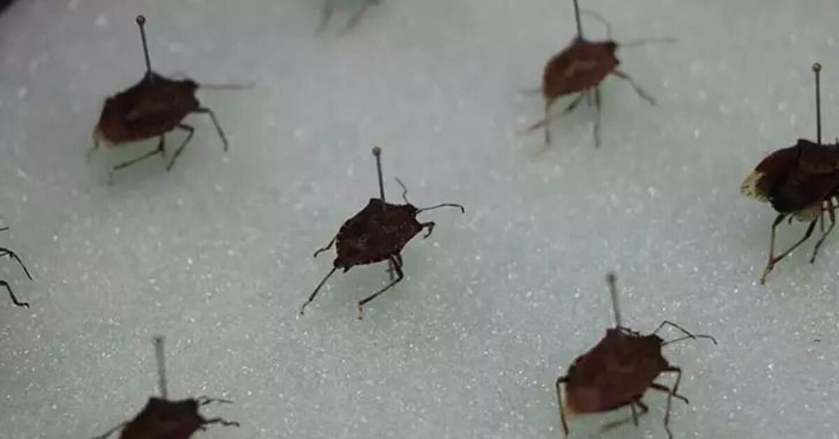 Kokarcayla mücadele protokolü