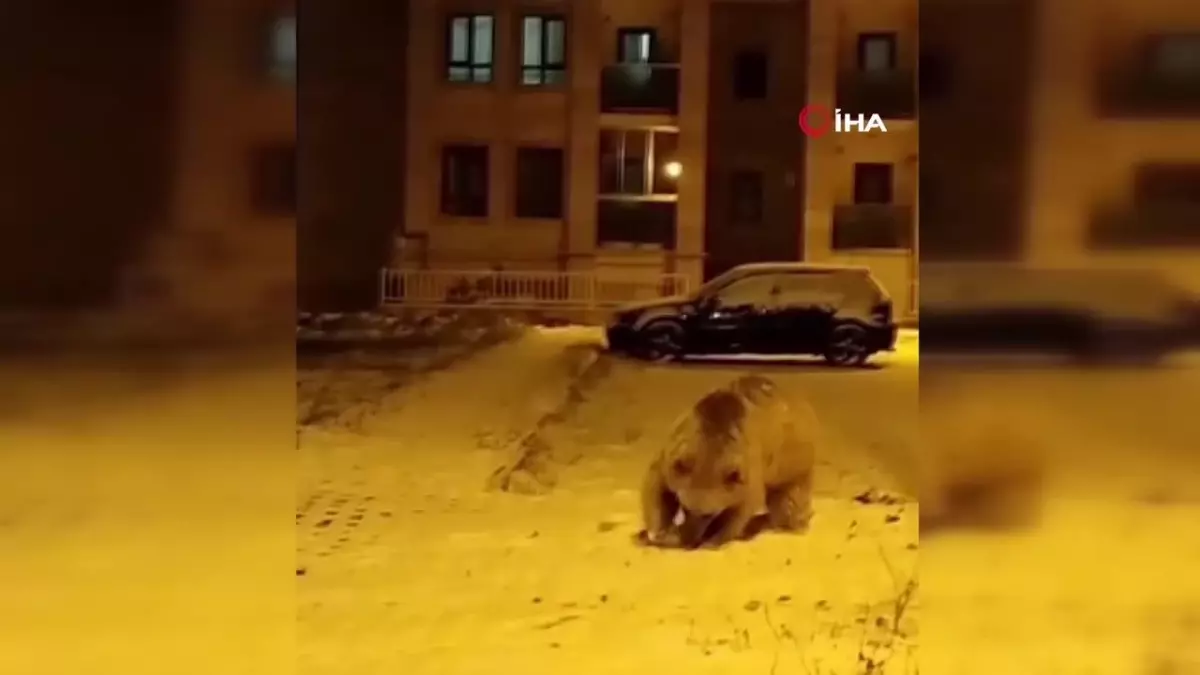 Sarıkamış’ta Kış Uykusuna Yatmayan Boz Ayılar Kamerada