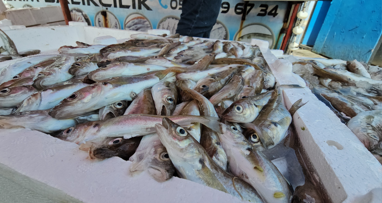 Denizden 10 ton yakaladı bedava dağıtıyor! Duyan oraya koşuyor