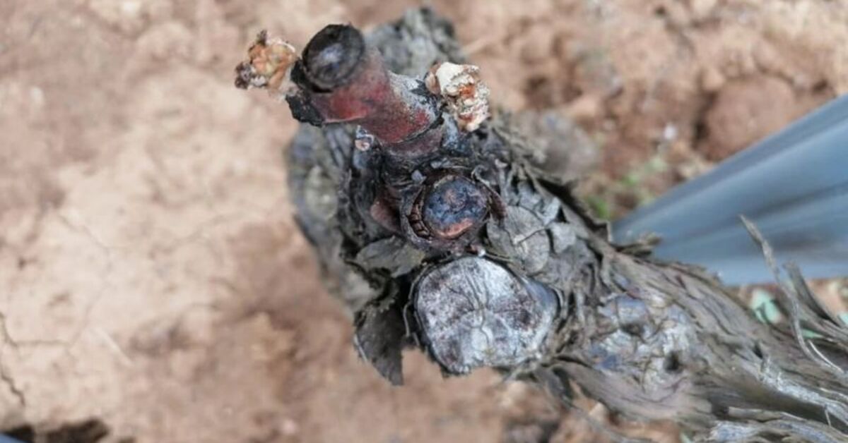 Tekirdağ’da üzüm bağları zirai don nedeniyle zarar gördü